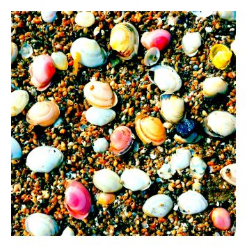 Sea shells on the seashore