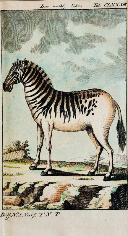 hand-coloured-antique-engraved-print-from-Buffon-History-of-Animals-the-zebra