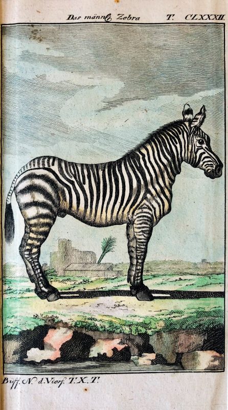hand coloured antique plate of a zebra by Buffon