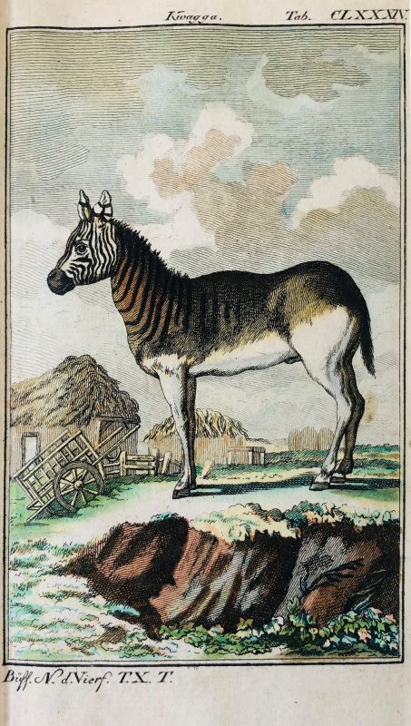 rare-18th-century-hand-coloured-animal-engraving-from-Buffon