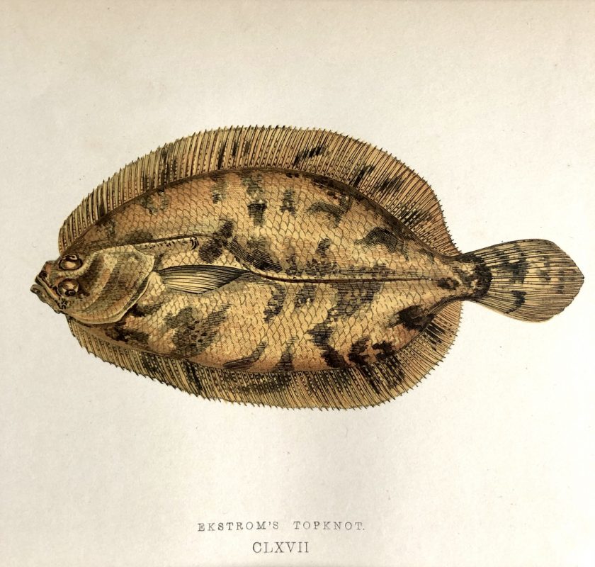 antique colour engraving of a fish ekstrom's topknot by jonathan couch