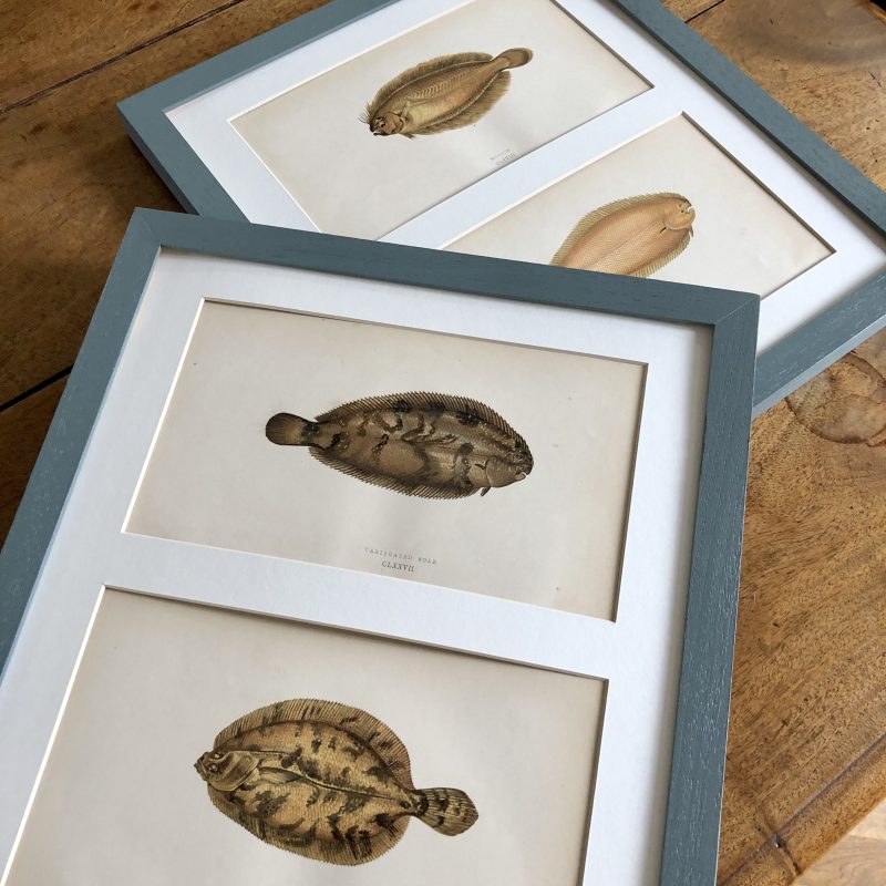 framed-antique-colour-engravings-of-fishes