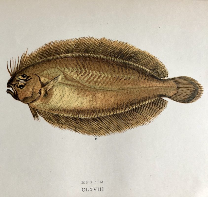 jonathan couch 19th century fish illustration