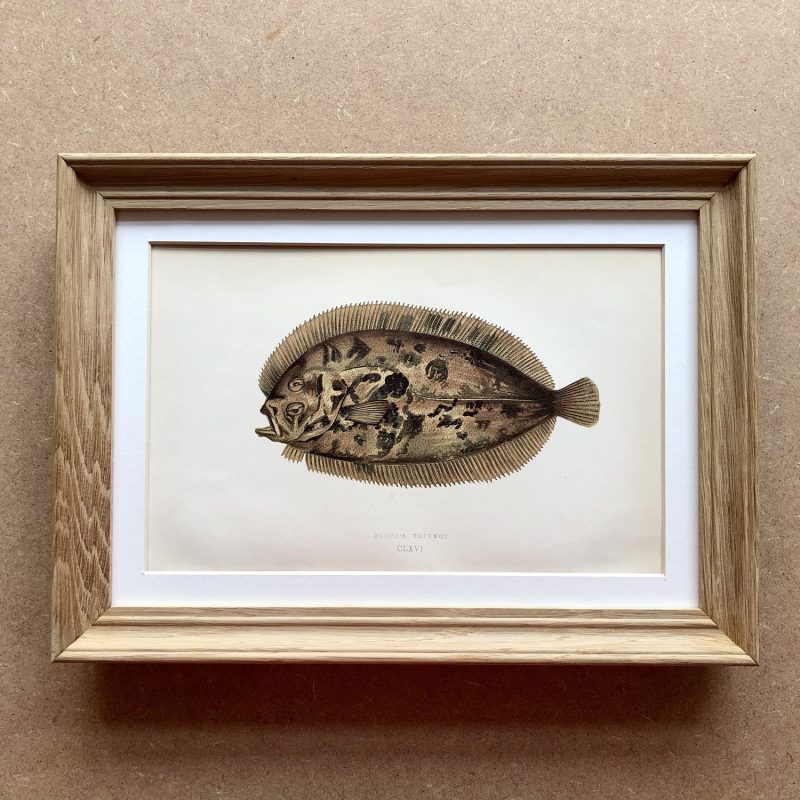 antique fish coloured print engraving