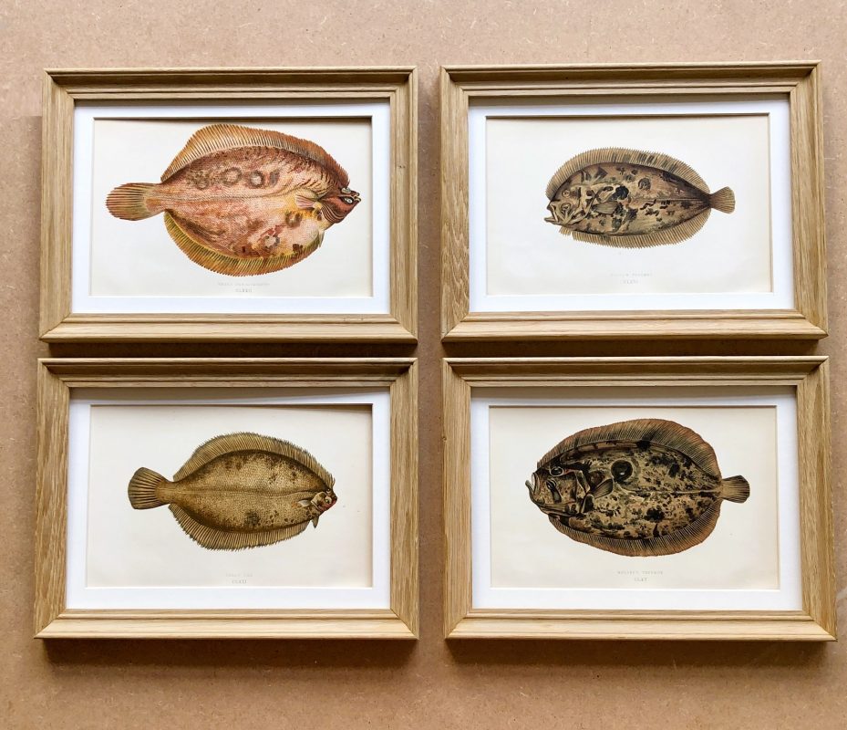 antique framed fish engravings prints by jonathan couch