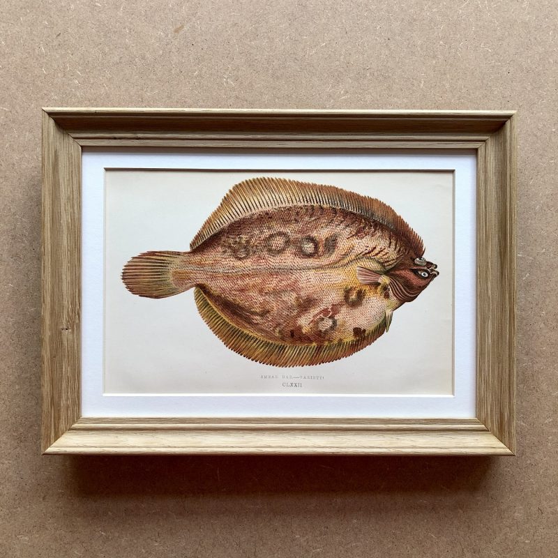 colour-antique-picture-of-fish-by-english-naturalist-jonathan-couch