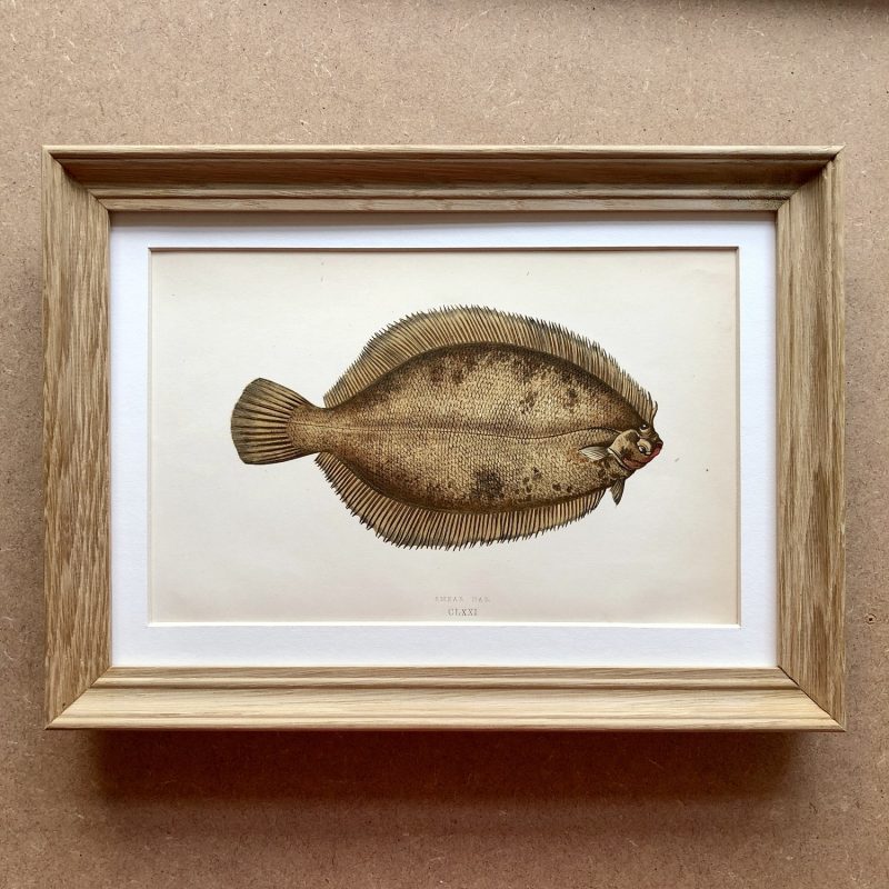 framed antique fish print jonathan couch
