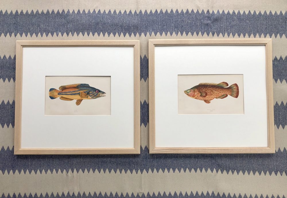 colourful fish framed antique prints by naturalist jonathan couch