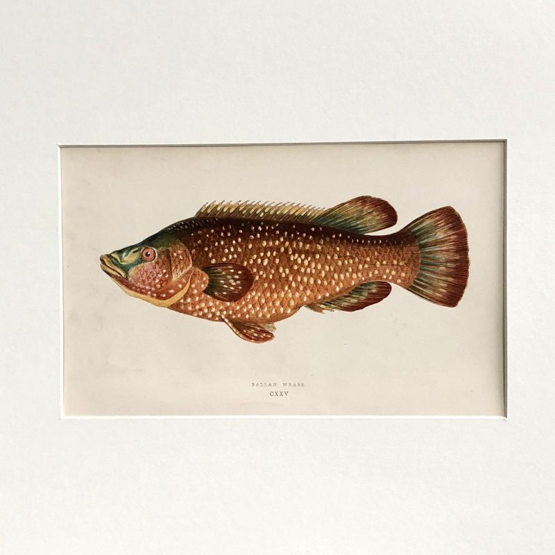 couch fish of the british isles antique print