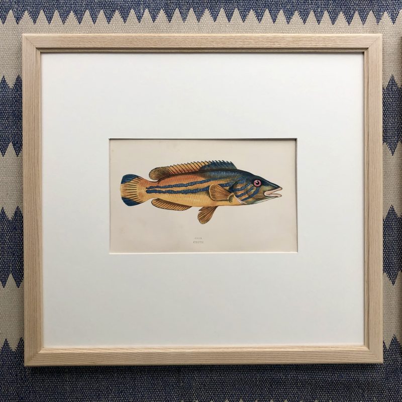 jonathan couch fish of the british isles framed print