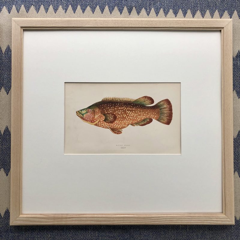 framed antique 19th century fish colour print by jonathan couch