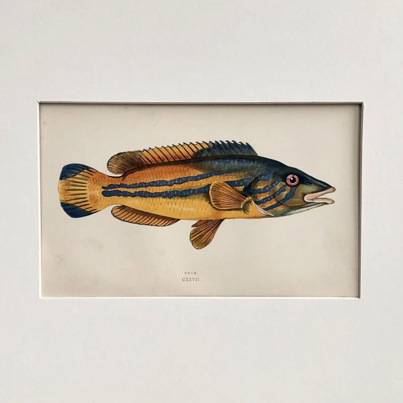 hand coloured antique print of fish by jonathan couch