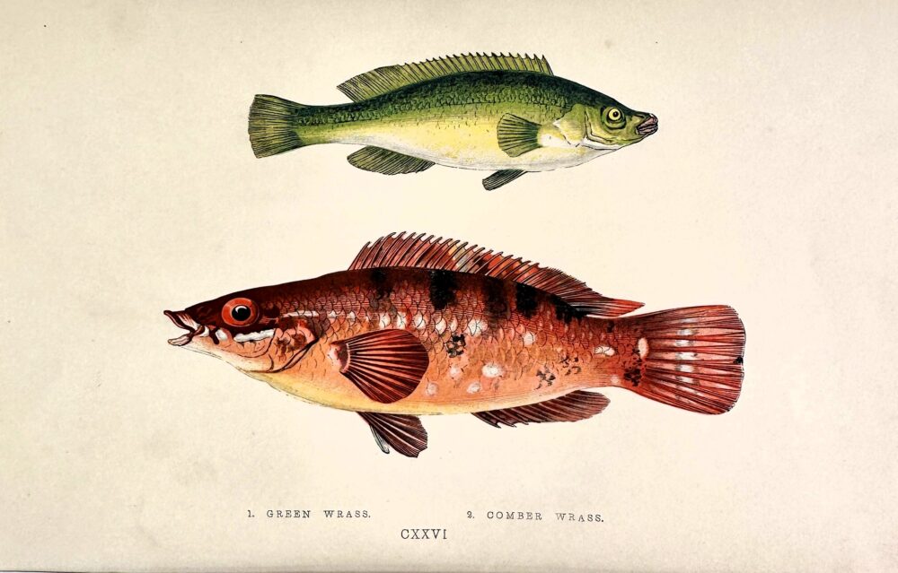 antique fish engraving by Jonathan Couch of a green wrass and a comber wrass fish